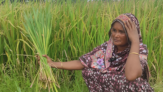 ‘ওয়ান সিটি টু টাউনস’ পরিকল্পনায় জীবিকা হারানোর শঙ্কায় ২৪ হাজার কৃষক