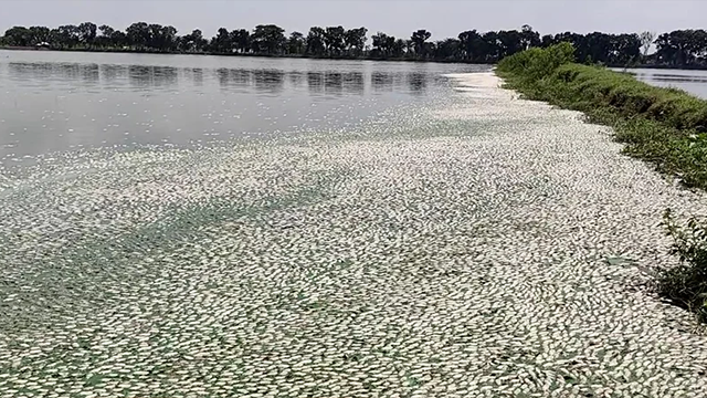 দীর্ঘ লোডশেডিংয়ে মাছের ঘেরে মড়ক, সাড়ে ১৫ কোটি টাকার ক্ষতি