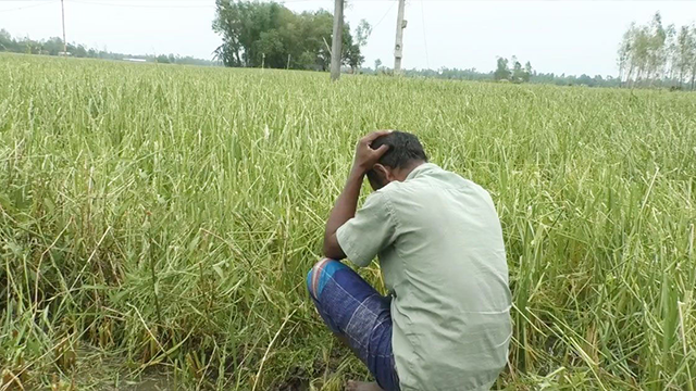 বস্তাপ্রতি বাড়তি ১ হাজার টাকা, সারের কৃত্রিম সংকটে কৃষকের পকেট ফাঁকা
