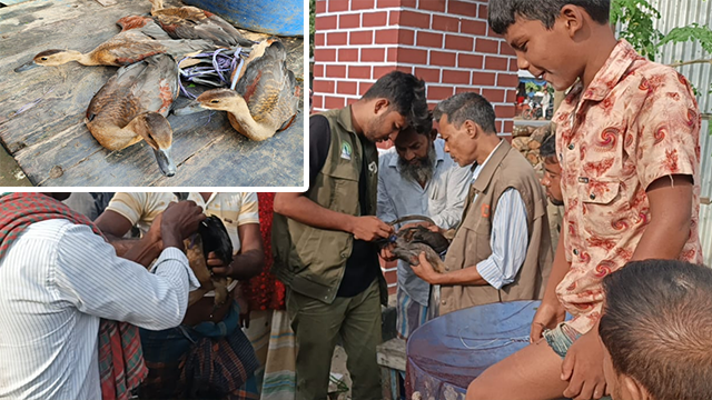 নবাবগঞ্জে শিকারির কবল থেকে ৫ অতিথি পাখি উদ্ধার