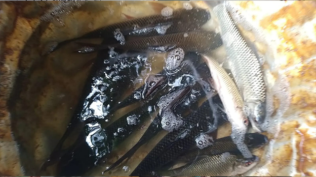 নির্ধারিত আকারের চেয়ে ছোট পোনা সরবরাহের অভিযোগ, সরকারি অর্থ ব্যয়ে স্বচ্ছতা নিয়ে প্রশ্ন