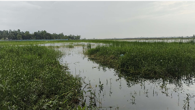 শ্যামনগরের ভেটখালী বিলে জলাবদ্ধতা: কৃষকের মাথায় হাত