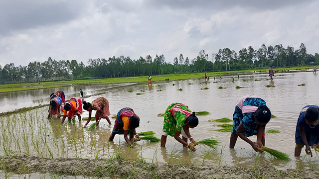 নবাবগঞ্জে আমন রোপণে ব্যস্ত কৃষক, বাম্পার ফলনের আশা
