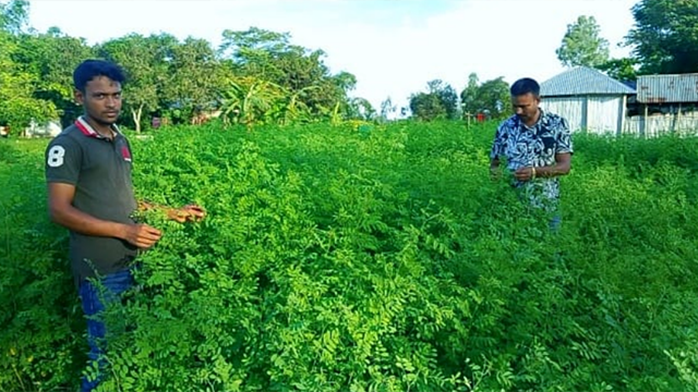 নীল চাষ: ইংরেজ শাসনের তিক্ত স্মৃতি, গংগাচড়ায় নতুন বাস্তবতা