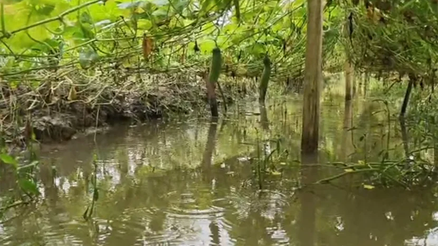 হাতিয়ায় টানা বৃষ্টিতে কৃষিখাতে ২০ কোটি টাকার ক্ষতির শঙ্কা, বিপাকে ৮০ হাজার কৃষক