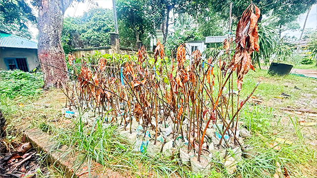 রাঙামাটির বনরূপা হর্টিকালচার সেন্টারে চারা কেলেঙ্কারি, উৎপাদনের বদলে কিনে প্রকল্পে বিক্রির অভিযোগ