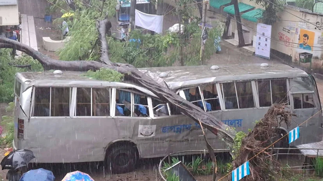জবিতে বাসের ওপর পড়ল গাছ, অল্পের জন্য রক্ষা