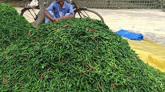 কৃষকের ২৪৫ টাকার মরিচ, বাজারে ৩২০ টাকা