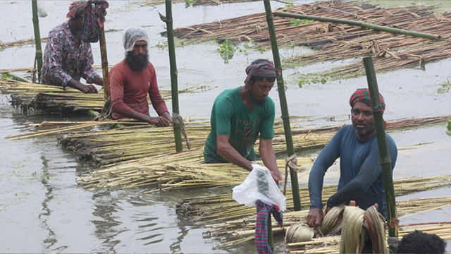সোনালি আঁশে স্বপ্ন বুনছেন বকশীগঞ্জের কৃষক, ভালো ফলন ও দামে বাড়ছে আশার আলো
