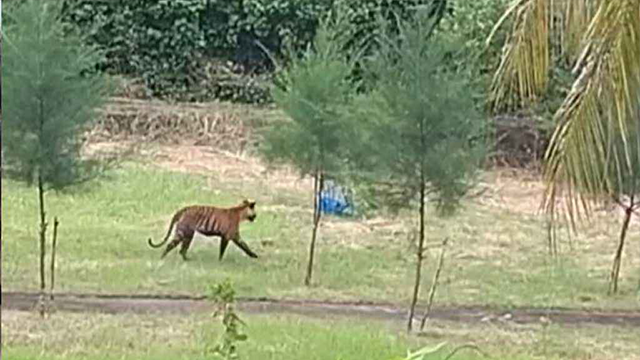 সুন্দরবনে বন বিভাগের কার্যালয়ের সামনে রয়েল বেঙ্গল টাইগার, ভিডিওতে ধরা পড়ল বিরল দৃশ্য